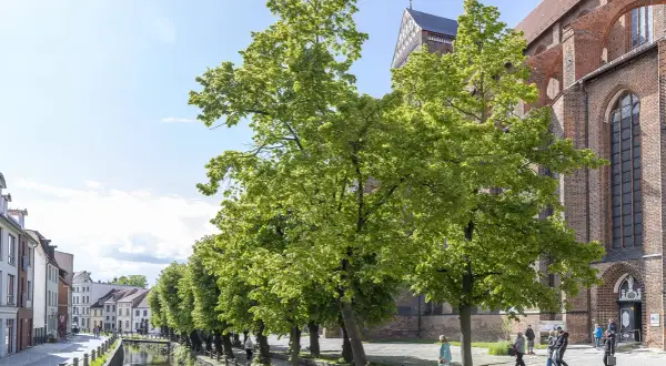 Grüne Bäume säumen einen Kanal in Wismar. Hier kann man spazieren gehen und die historische Backsteinarchitektur bewundern.