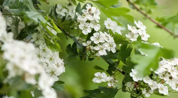 Zarte weiße Blüten des eingriffeligen Weißdorns entfalten sich im sanften Grün.