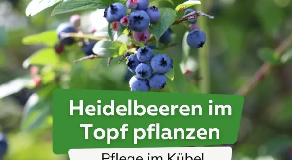 Reife Heidelbeeren am Strauch. Der ideale **Heidelbeeren Standort** im Topf für süße Früchte.