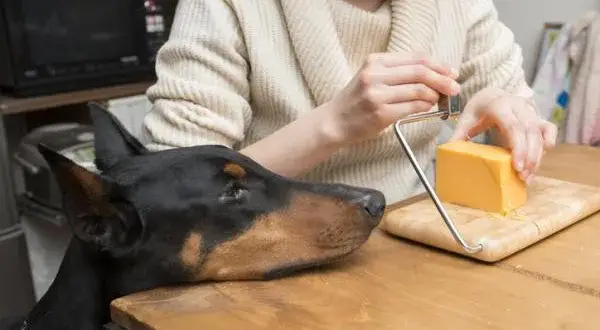 ¿Es malo el queso para los perros? Riesgos y alternativas saludables