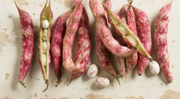 Fagioli borlotti freschi, alcuni ancora nel baccello, pronti per la cottura. Il loro colore screziato promette un sapore ricco.