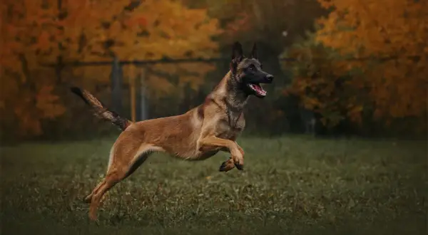 Dynamiczny owczarek belgijski malinois, jeden z psów policyjnych ras, skacze na tle jesiennych drzew.
