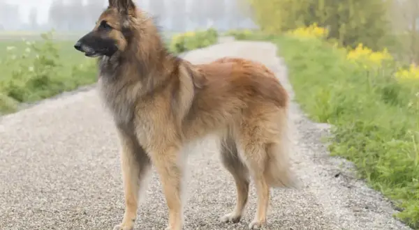 Piękny owczarek belgijski Tervuren stoi na żwirowej ścieżce, otoczony zielenią i żółtymi kwiatami.