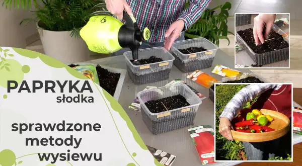 Jak sadzić paprykę? Poradnik od nasionka do pysznego zbioru