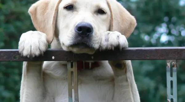 Jaka karma dla szczeniaka labradora? Poradnik eksperta!
