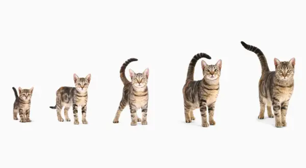 Cuatro gatos atigrados, de tamaño creciente, muestran la evolución de un gato desde cachorro hasta adulto. ¡Parece que han vivido 10 años de gato en humano!