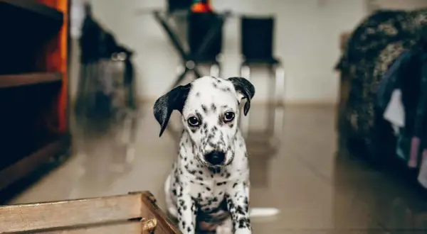 Un cachorro dálmata con mirada triste, quizás sufriendo de ansiedad por separación en perros.