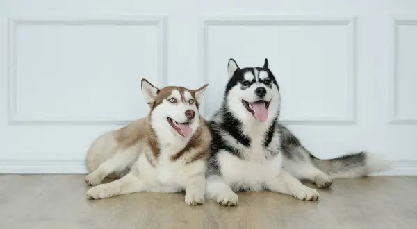 Husky ile km dziennie? Poznaj potrzeby swojego psa i uniknij problemów