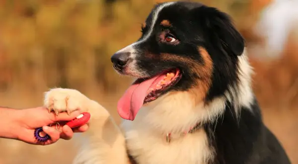 Ein Australian Shepherd lernt mit einem Clicker und Leckerli, ruhig zu bleiben.