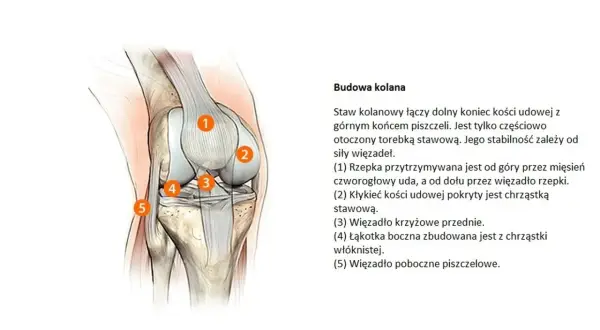 Anatomia kolana: szczegółowy rysunek przedstawia budowę stawu kolanowego z zaznaczonymi elementami: rzepką, kłykciem kości udowej, więzadłem krzyżowym przednim, łąkotką boczną i więzadłem pobocznym piszczelowym.