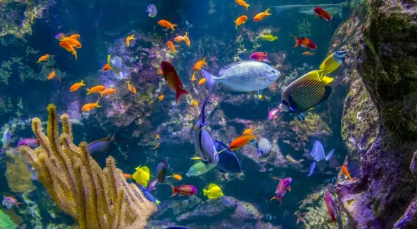 Ein Korallenriff voller bunter Fische. Die Vielfalt ist beeindruckend, man fragt sich, wie viele Fischarten es auf der Welt gibt.