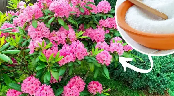 Piękny rododendron kwitnie obficie. Obok miseczka z białym proszkiem, który może być składnikiem domowego nawozu do rododendronów.