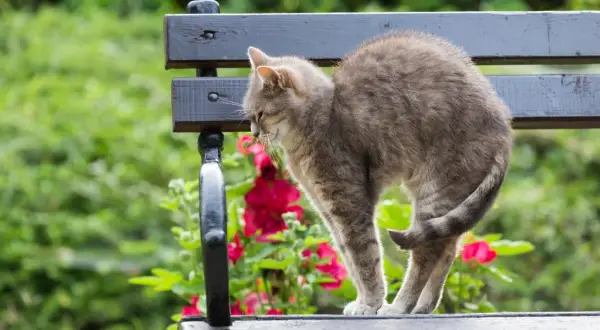¿A mi gato se le nota la columna? Causas y señales de alerta