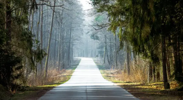 Droga przez mgliste lasy w Krakowie, gdzie słońce przebija się przez drzewa, tworząc magiczną atmosferę.