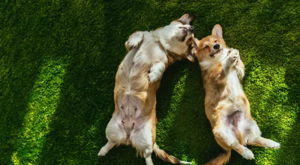 Dwa urocze corgi leżą na zielonej trawie, ciesząc się słońcem. To idealny sposób na świętowanie **Międzynarodowego Dnia Psa**!