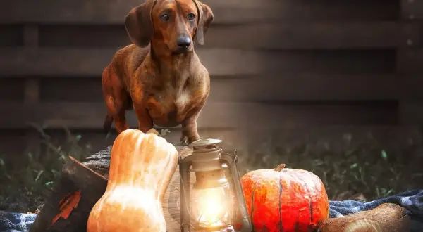 Un perro salchicha posa junto a calabazas y una linterna. ¡Los perros pueden comer calabaza!