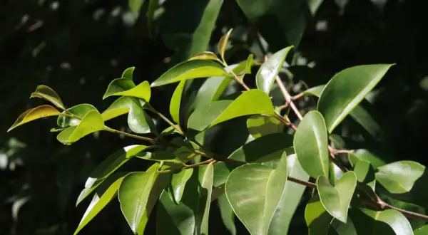 Arbusto siempre verde: características y beneficios para tu jardín