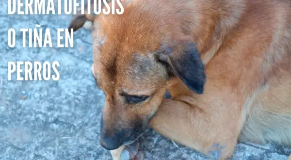 Perro con lesiones cutáneas visibles, indicativas de tiña en perros.