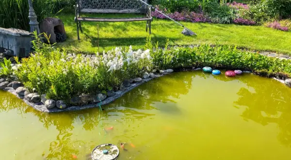 Un étang verdâtre, peut-être à cause d'algues, avec des poissons rouges, des nénuphars et des galets colorés. Un banc et un lampadaire ornent le jardin.