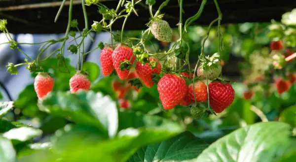 Röda, mogna jordgubbar hänger från en planta. Snart är det dags att plantera jordgubbar för egen skörd.