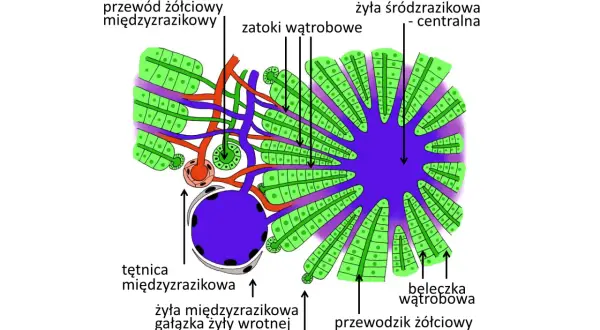 Schemat budowy zrazika wątrobowego: hepatocyty, zatoki, żyła centralna, naczynia krwionośne i przewodziki żółciowe. Wątroba w miniaturze.