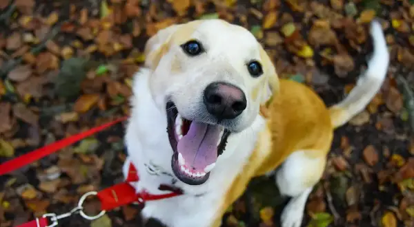 Un chien heureux profite d'une belle journée pour randonner avec son chien, la langue pendante et la queue en l'air.