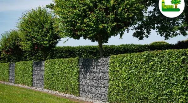 Grüne Hecke mit Gabionen-Elementen, die einen modernen Akzent setzen. Perfekt für alle, die eine pflegeleichte und stilvolle Hecke pflanzen möchten.