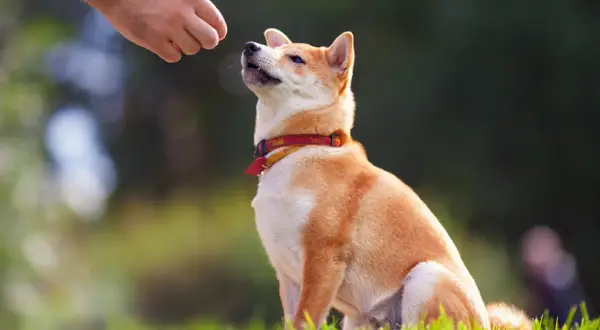 Shiba Inu czeka na smakołyk od człowieka. To przykład pozytywnego wzmocnienia, które stosuje behawiorysta.