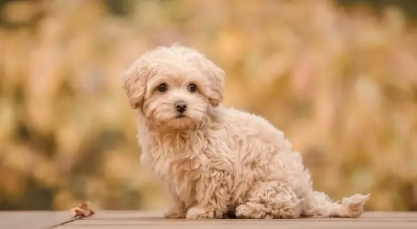 Urocza maltipoo miniaturka z puszystą, kremową sierścią siedzi na drewnianym tarasie.