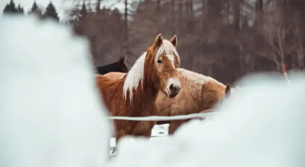Brązowy koń z białą grzywą na zimowym stanowisku dla konia, w tle inne konie i las.