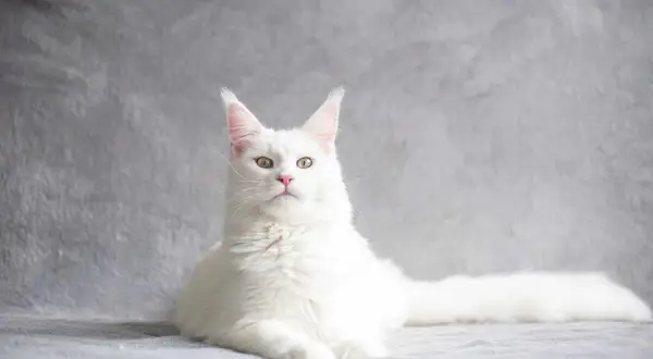 Piękny biały maine coon z puszystym ogonem i charakterystycznymi pędzelkami na uszach, leży na szarym tle.