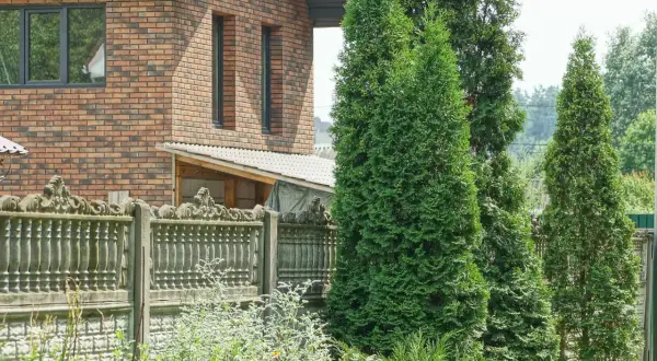 Wysokie żywotniki tworzą zieloną ścianę, zasłaniając widok na dom i ozdobne ogrodzenie. Ich maksymalna wysokość drzew przy granicy działki zapewnia prywatność.