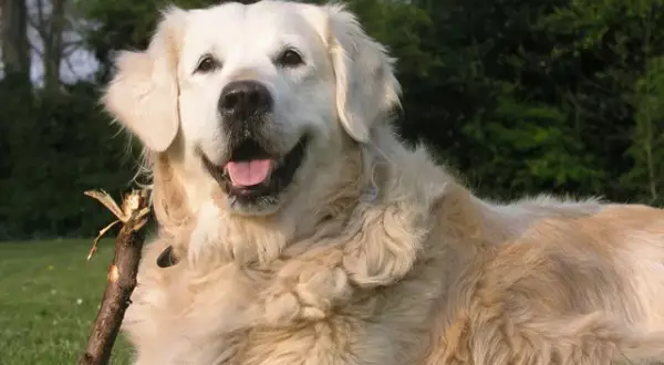 Jak wychować golden retrievera: skuteczne metody i porady na sukces
