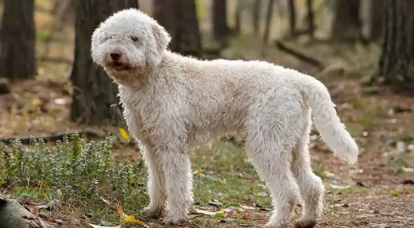Puszysty lagotto romagnolo w lesie. Zastanawiasz się nad lagotto romagnolo cena?