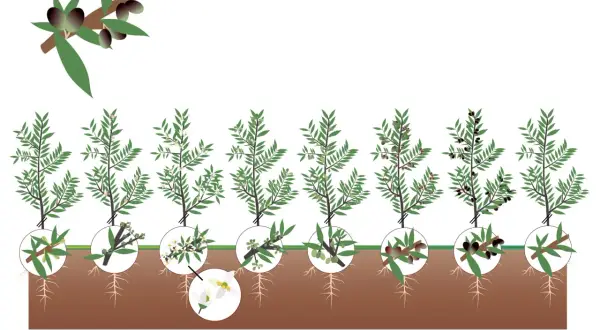 Illustrazione del ciclo di vita dell'olivo, dalla fioritura alla maturazione delle olive, mostrando quante olive produce un albero.