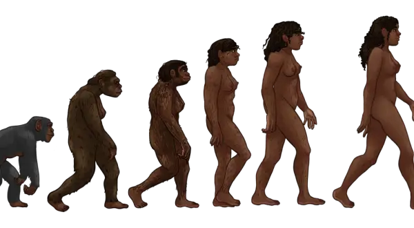 Ewolucja człowieka od małpy do współczesnego człowieka, ilustrująca proces dobór naturalny.