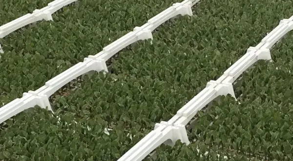 Rzędy młodych roślin, prawdopodobnie buraków, w szklarni. Białe, plastikowe elementy systemu verimark dzielą plantację na sekcje.