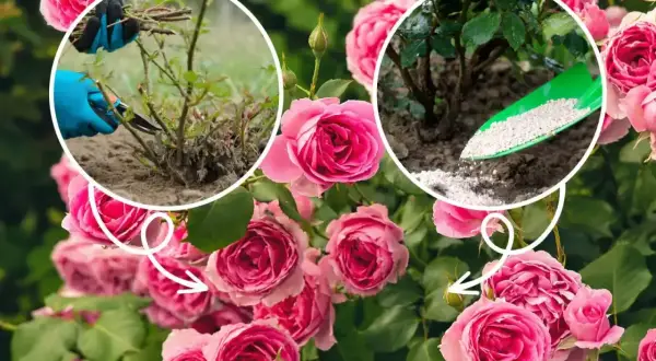 Przycinanie i nawożenie róż. Pielęgnacja krzewów, by rosły zdrowe i piękne. Jaka ziemia do róż?