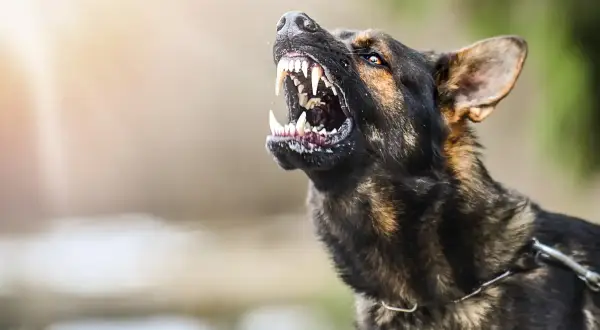 Groźny owczarek niemiecki pokazuje kły. Czy owczarek niemiecki jest agresywny? Ten pies wygląda na wściekłego, ale to nie znaczy, że wszystkie są takie.