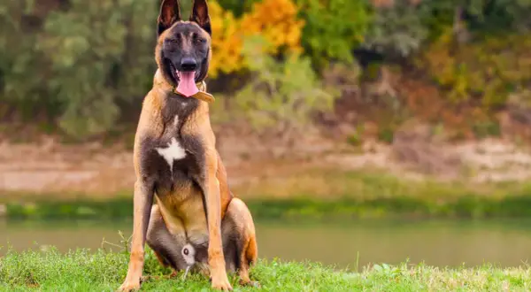 Un majestuoso malinois perro sentado en la hierba, con la lengua fuera y el fondo de un lago y árboles otoñales.