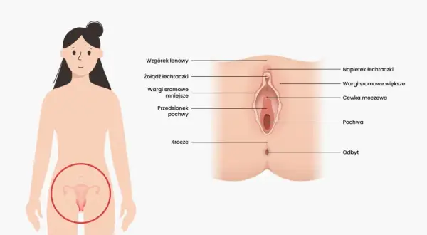 Ilustracja anatomiczna przedstawia zewnętrzne narządy płciowe kobiety, w tym pochwę, łechtaczkę i wargi sromowe.