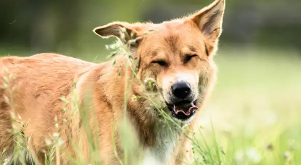 Brauner Hund mit geschlossenen Augen und heraushängender Zunge, der im Gras niest. Wahrscheinlich eine Pollenallergie bei Hunden.