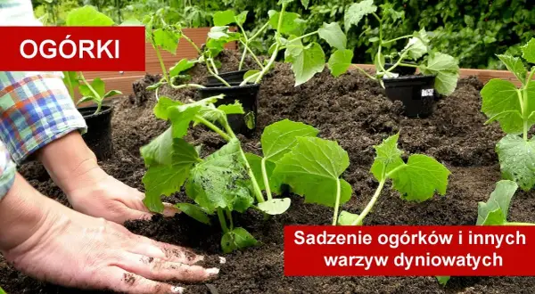 Sadzenie ogórków do gruntu: Sekret obfitych plonów krok po kroku