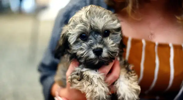 Uroczy szczeniak, czy shih tzu ma włosy? Tak, ten maluch ma mnóstwo puszystych włosów, które sprawiają, że wygląda jak mała chmurka.