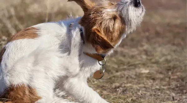 Ein Hund kratzt sich am Ohr, vielleicht wegen Milben. Ivermectin könnte helfen.