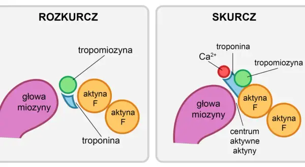 Schemat pokazuje mechanizm skurczu mięśnia: w rozkurczu tropomiozyna blokuje aktywne miejsca aktyny, a w skurczu jony wapnia odsuwają tropomiozynę, umożliwiając wiązanie głowy miozyny.