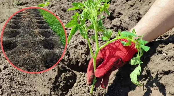 Sadzenie pomidorów. W okręgu widać dołki na rozsadę, a ręka w czerwonej rękawicy sadzi młodą roślinę. Jaki obornik pod pomidory?