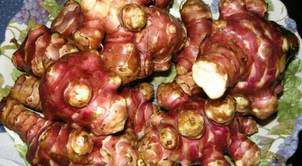 Topinambur appena raccolti, con la loro buccia rossastra e nodosa, pronti per essere cucinati.