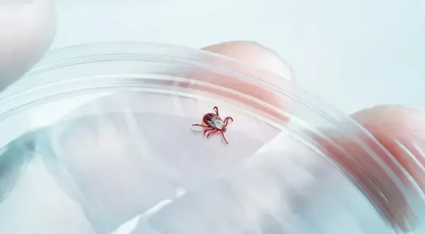 Kleszcz w szalce Petriego, potencjalne źródło neuroboreliozy. Rękawiczka ochronna sugeruje badanie laboratoryjne.