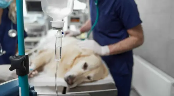 Perro recuperándose en clínica veterinaria, con suero y veterinario vigilando posibles efectos secundarios después de la anestesia en perros.